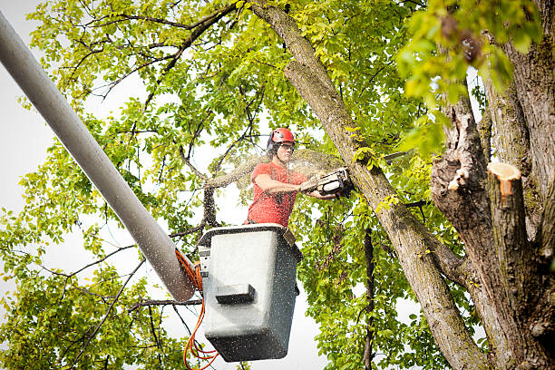 Professional Tree Service in South Pottstown, PA